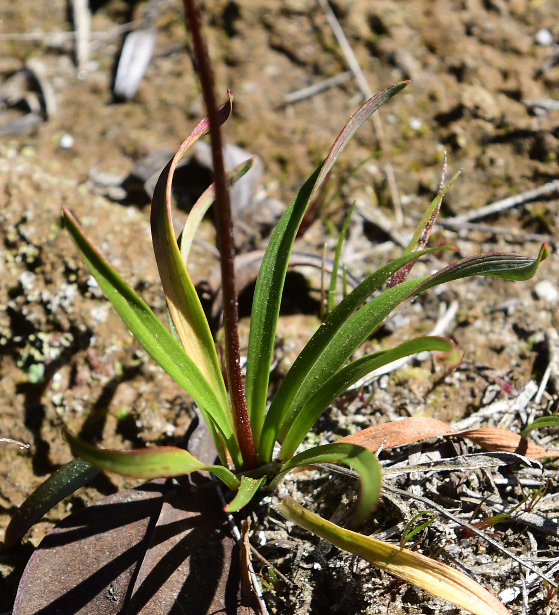 Imagem de Chamaescilla spiralis (Endl.) F. Muell.