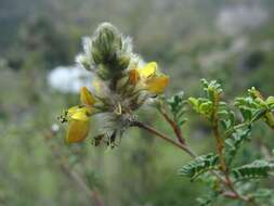 Sivun Dalea lutea (Cav.) Willd. kuva