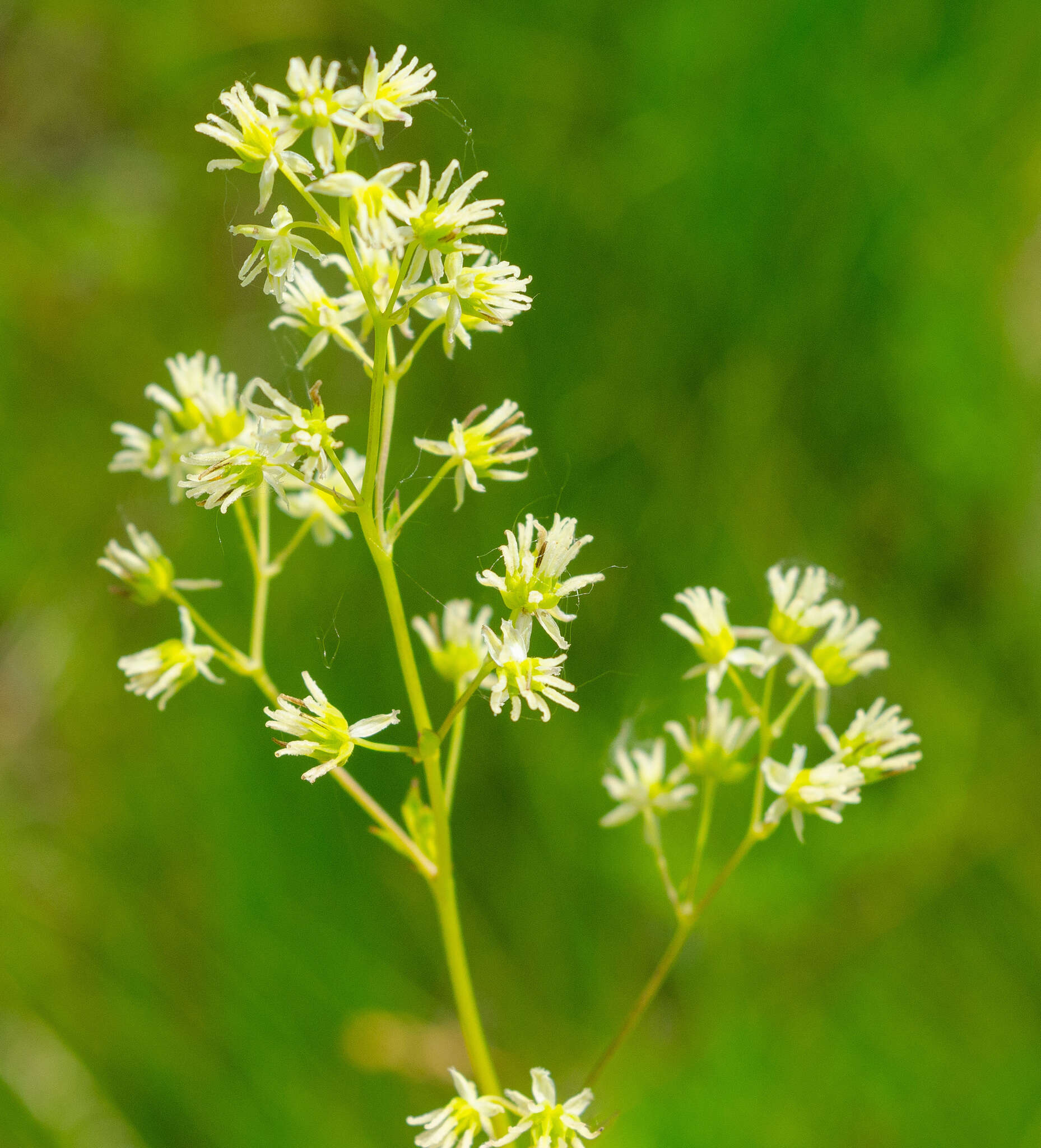 Imagem de Thalictrum dasycarpum Fisch. Mey. & Ave-Lall.