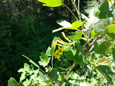 Image of Ribes aureum var. aureum