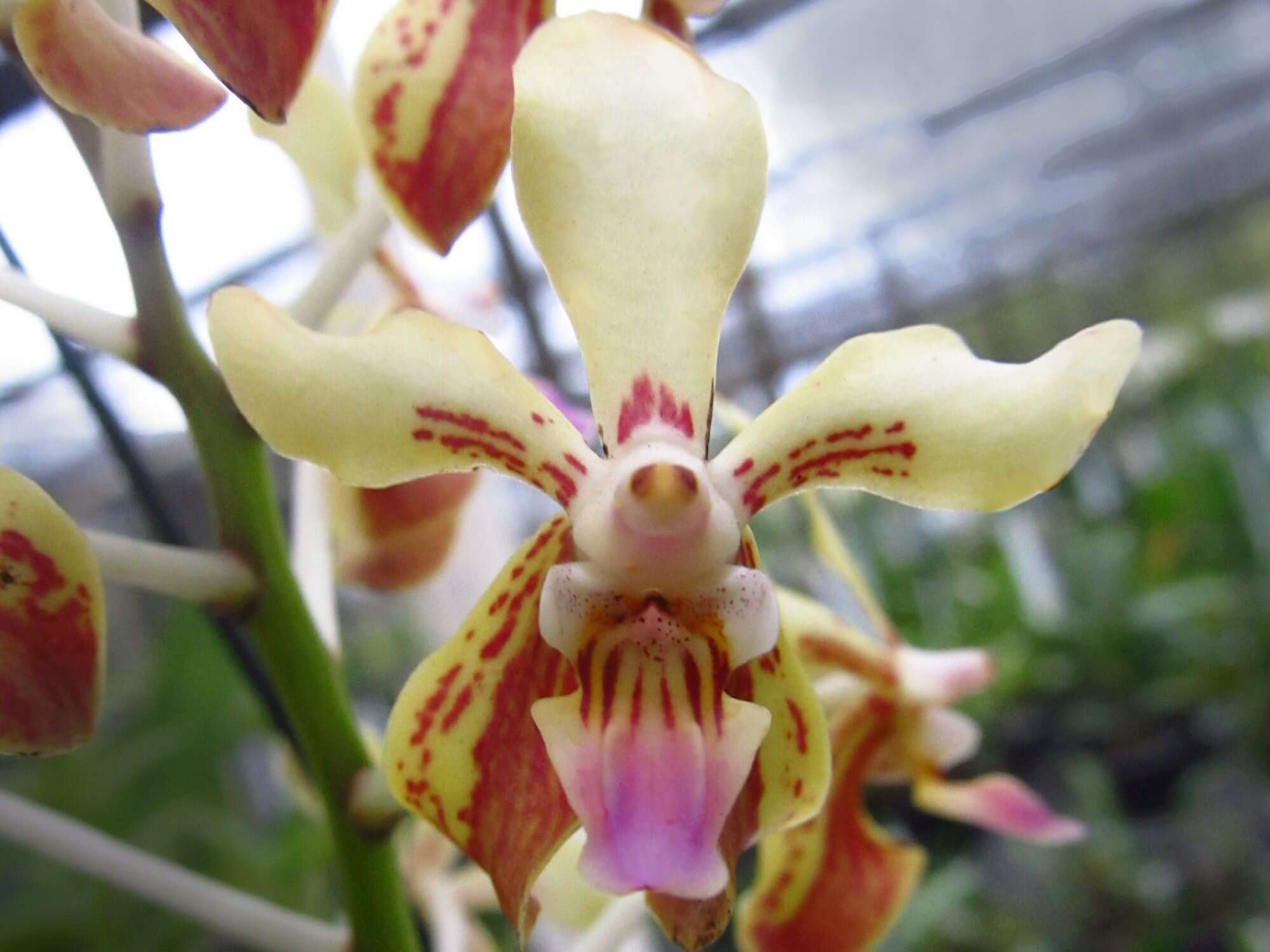 Image of Vanda lamellata Lindl.