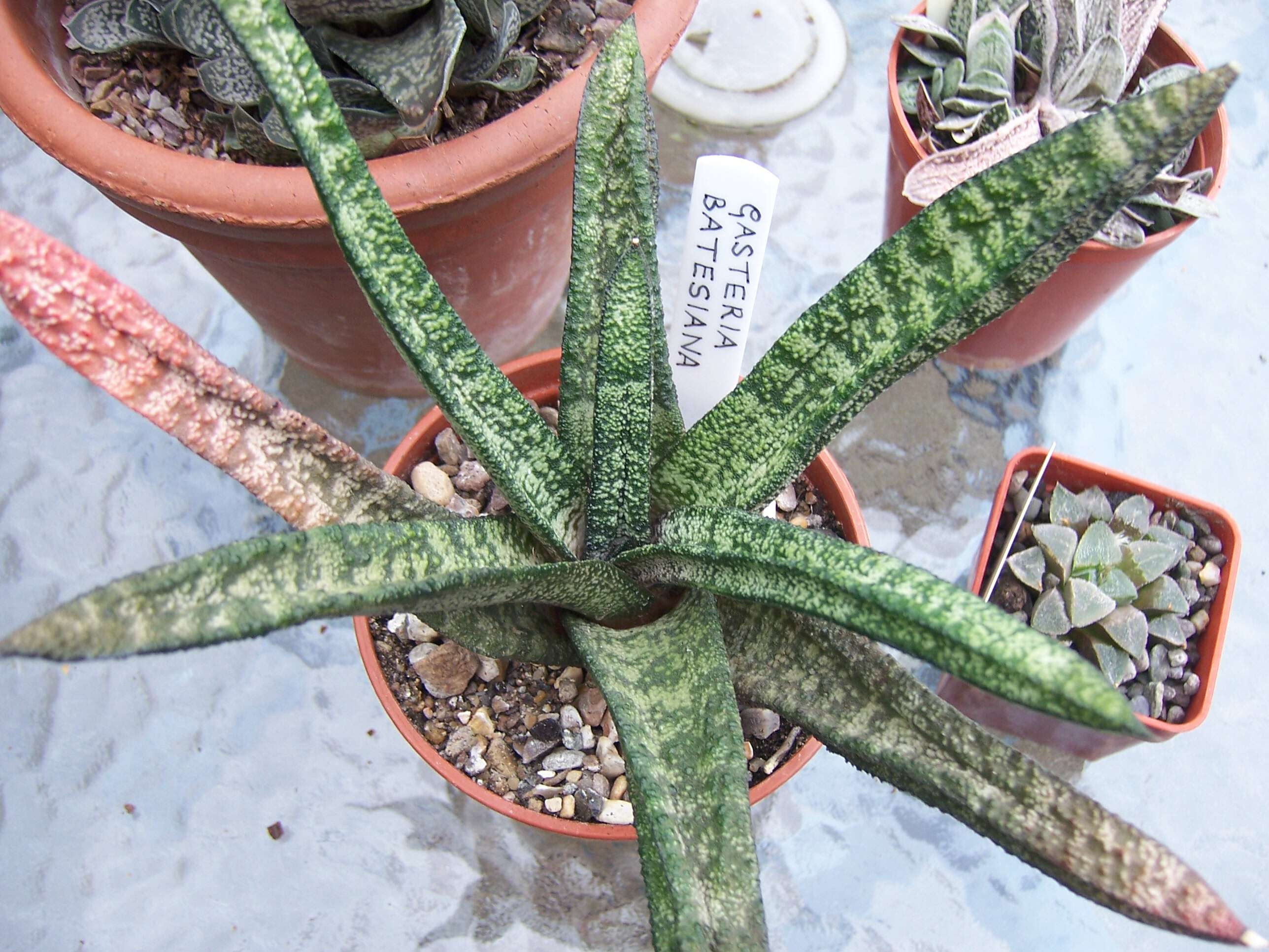 Image of Gasteria batesiana G. D. Rowley