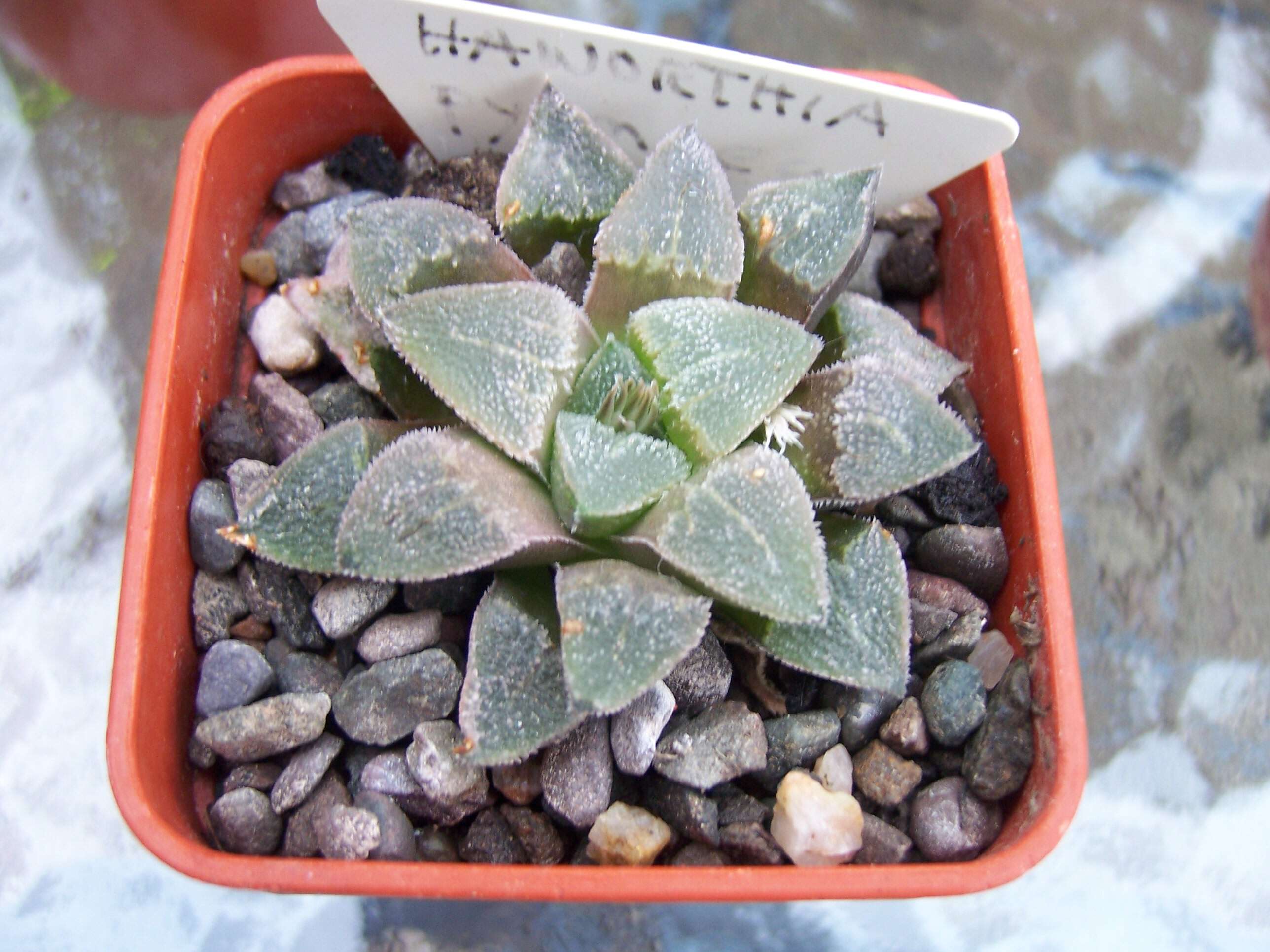 Слика од Haworthia pygmaea Poelln.