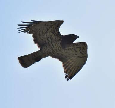 Image of Short-toed Eagle