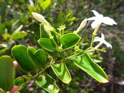 صورة Jasminum simplicifolium subsp. leratii