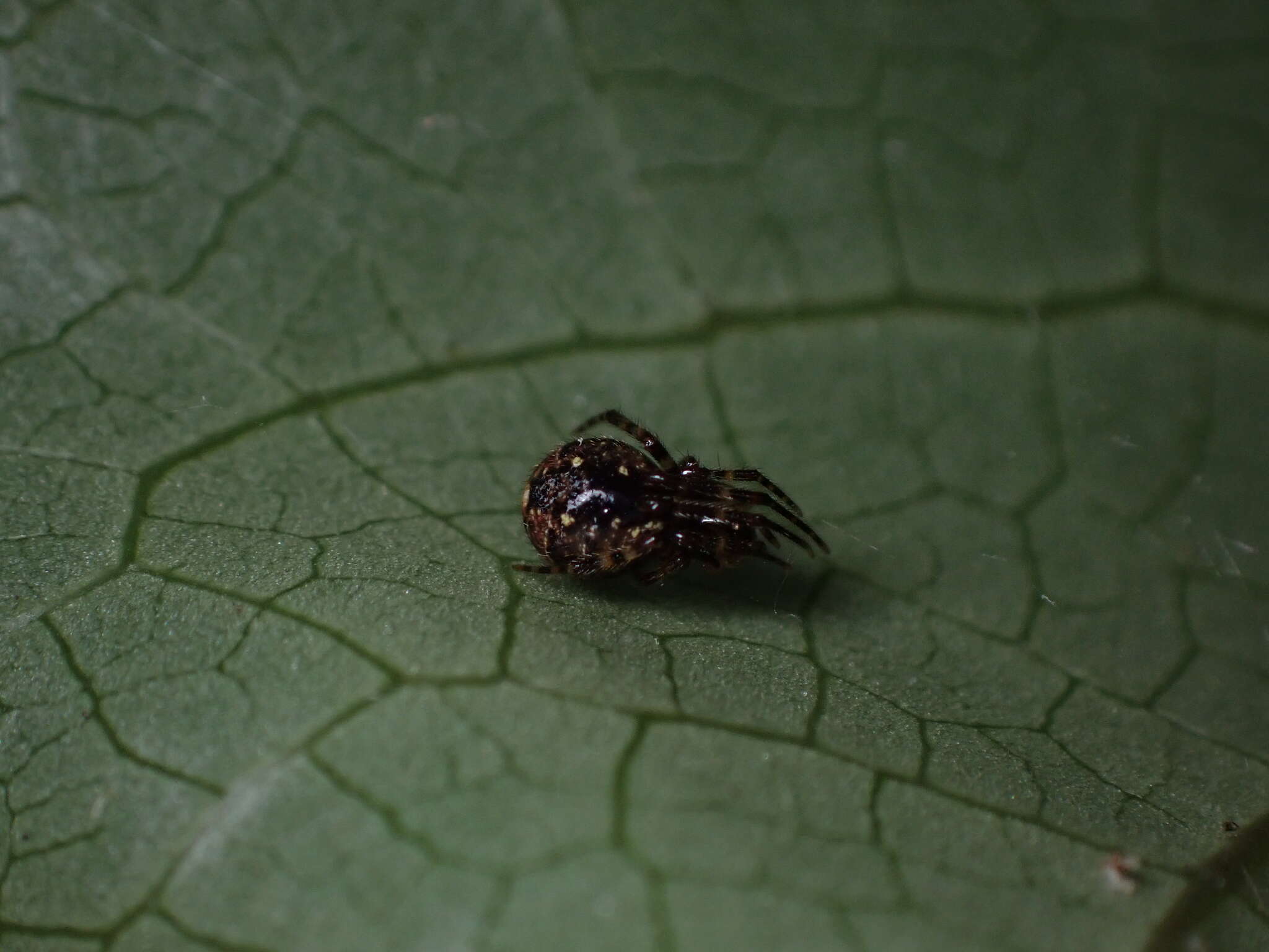 Image of Theridion zantholabio Urquhart 1886