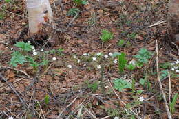 Image of Anemone amurensis Korshinsky