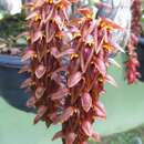 Image of Bulbophyllum tricornoides Seidenf.