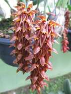 Image of Bulbophyllum tricornoides Seidenf.