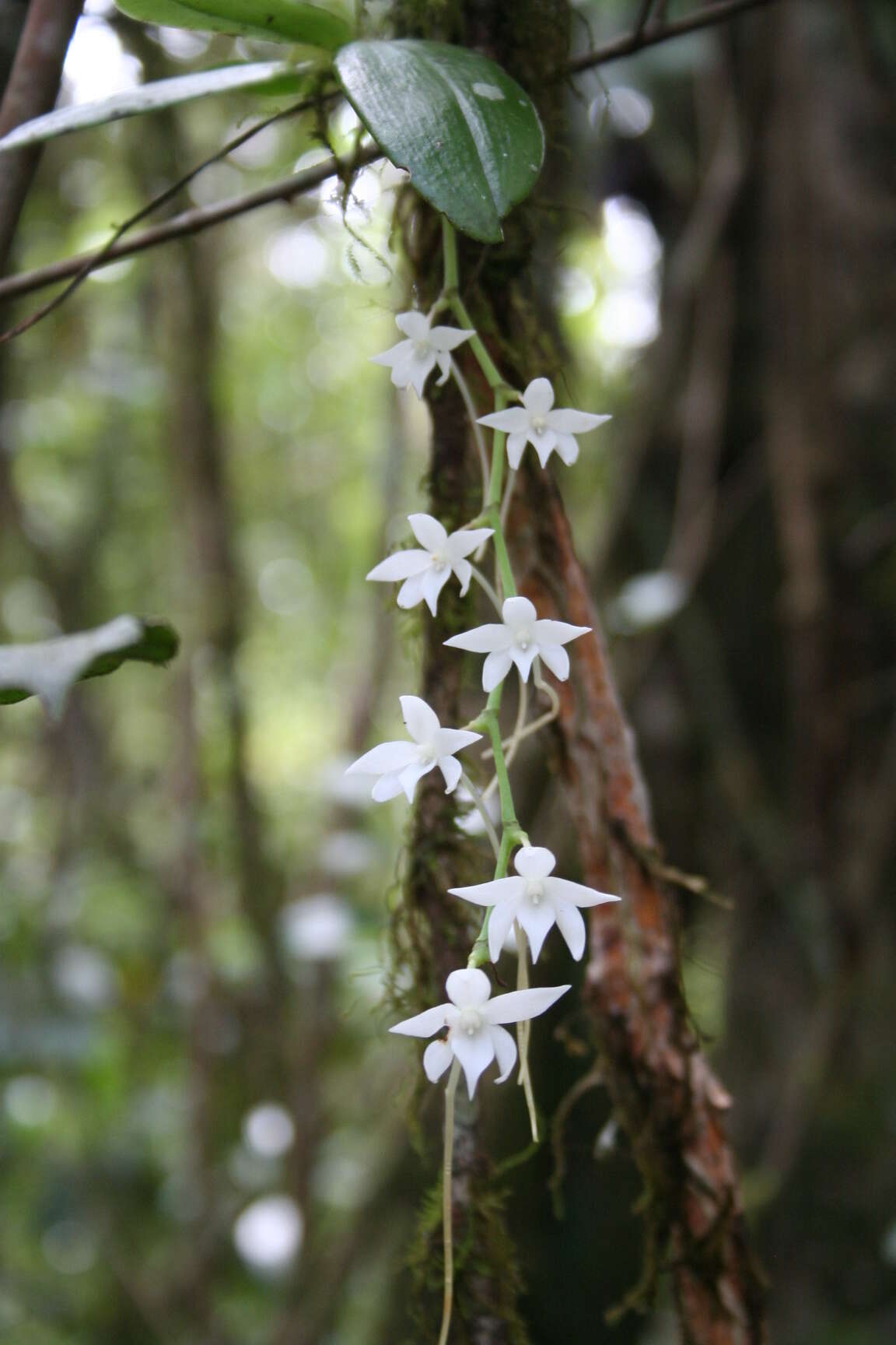 Image of Aerangis articulata (Rchb. fil.) Schltr.