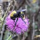 Image of Bellicose Bumble Bee