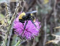 Imagem de Bombus bellicosus Smith 1879