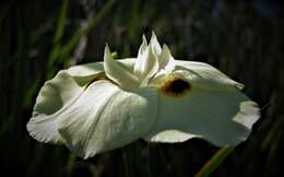 Image of Dietes bicolor subsp. bicolor