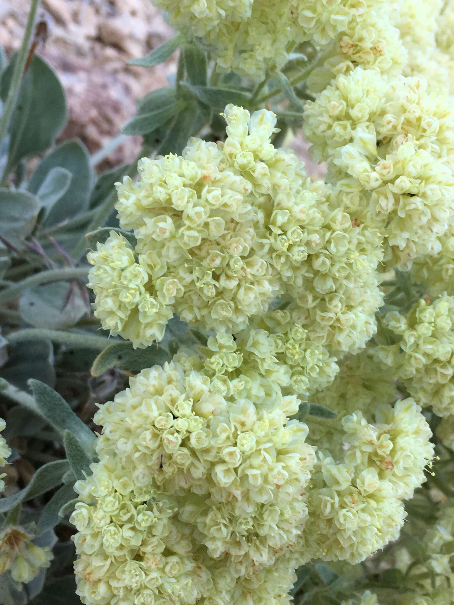 Image of granite buckwheat