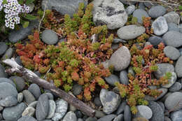 Image of White Stonecrop