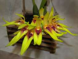 صورة Bulbophyllum graveolens (F. M. Bailey) J. J. Sm.