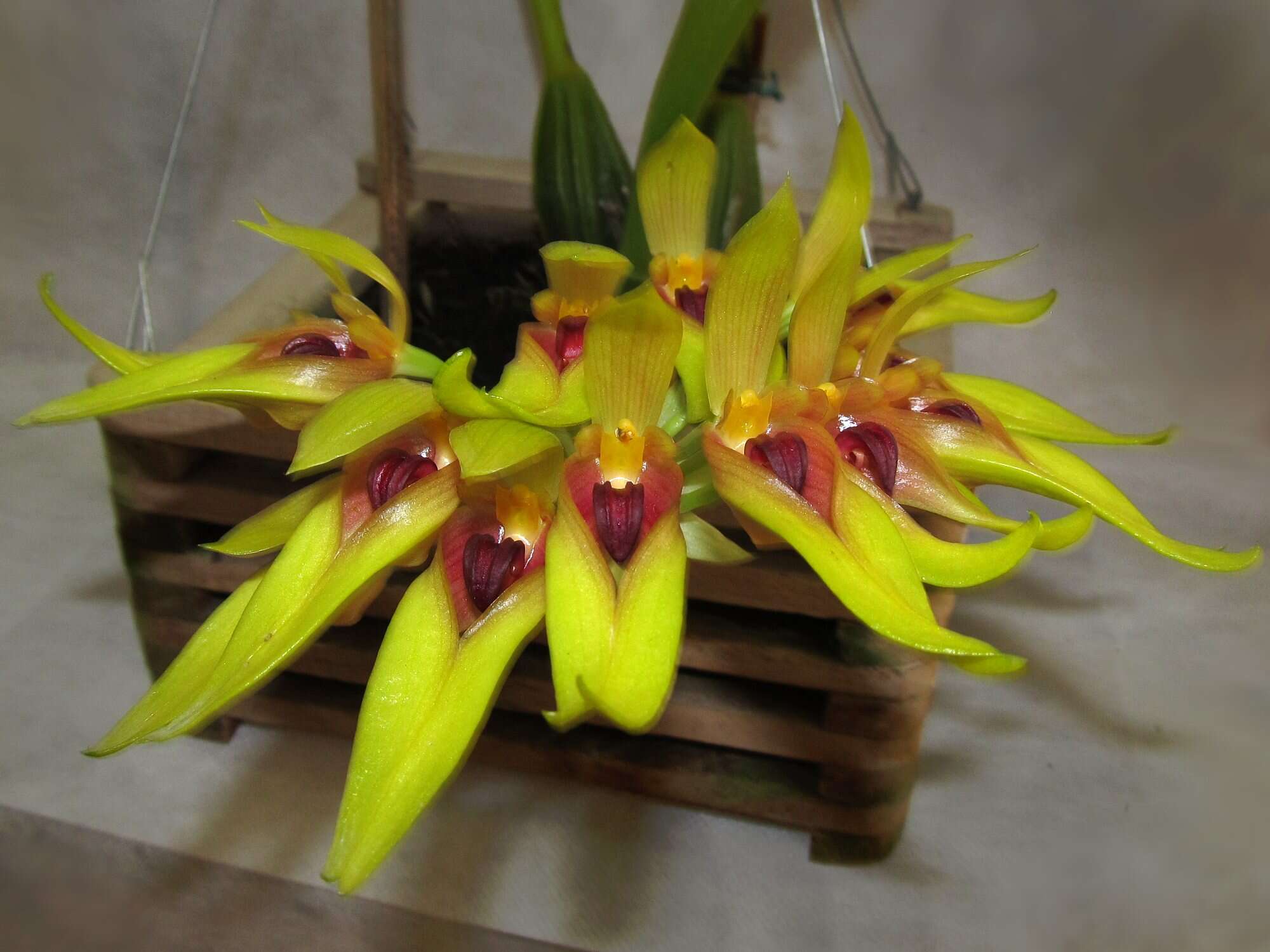 Image of Bulbophyllum graveolens (F. M. Bailey) J. J. Sm.