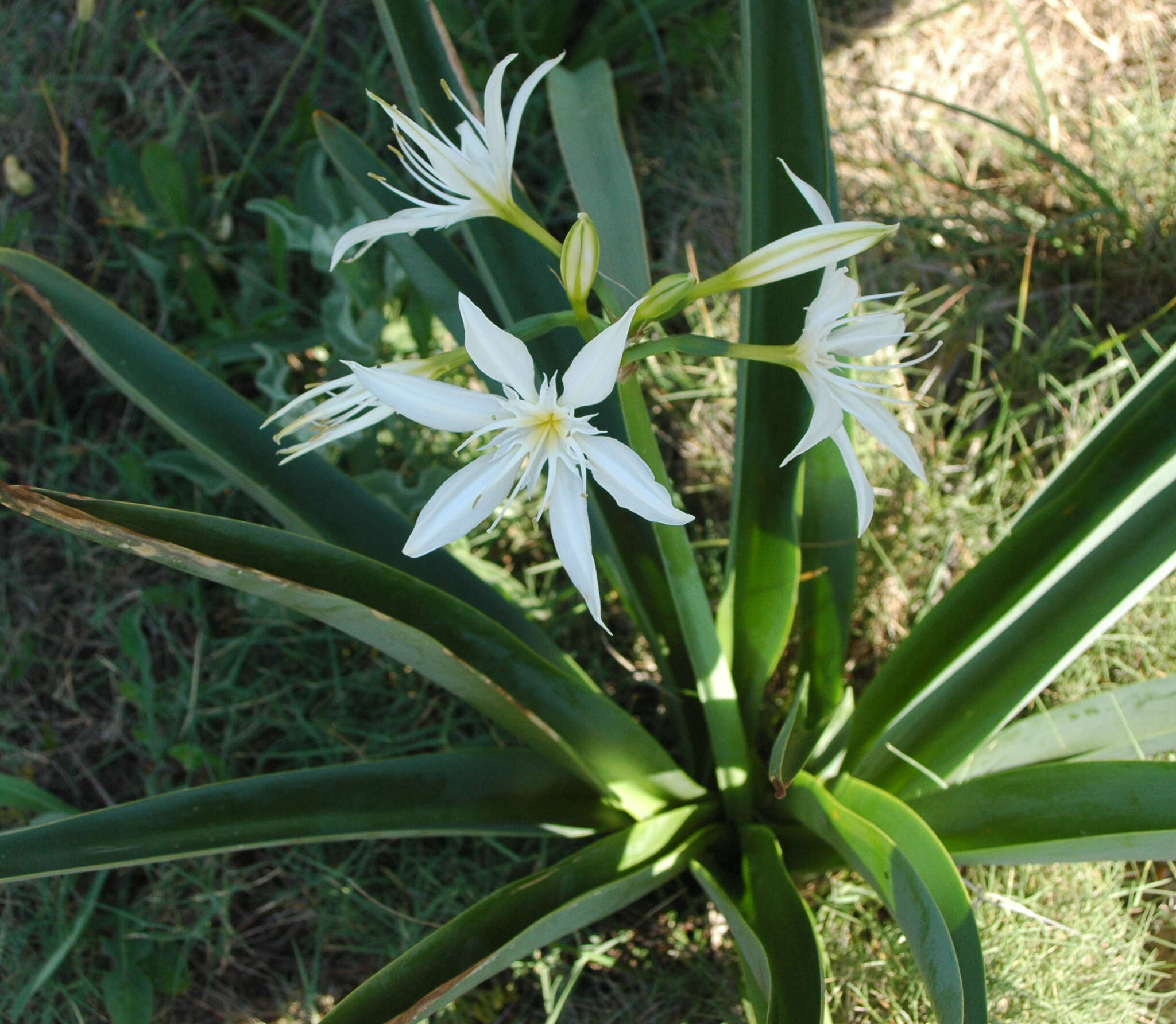 Imagem de Pancratium illyricum L.