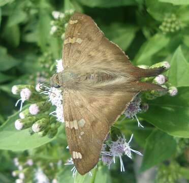 Image of <i>Ectomis octomaculata</i>