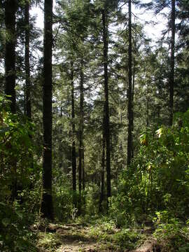 Image of Oyamel Fir