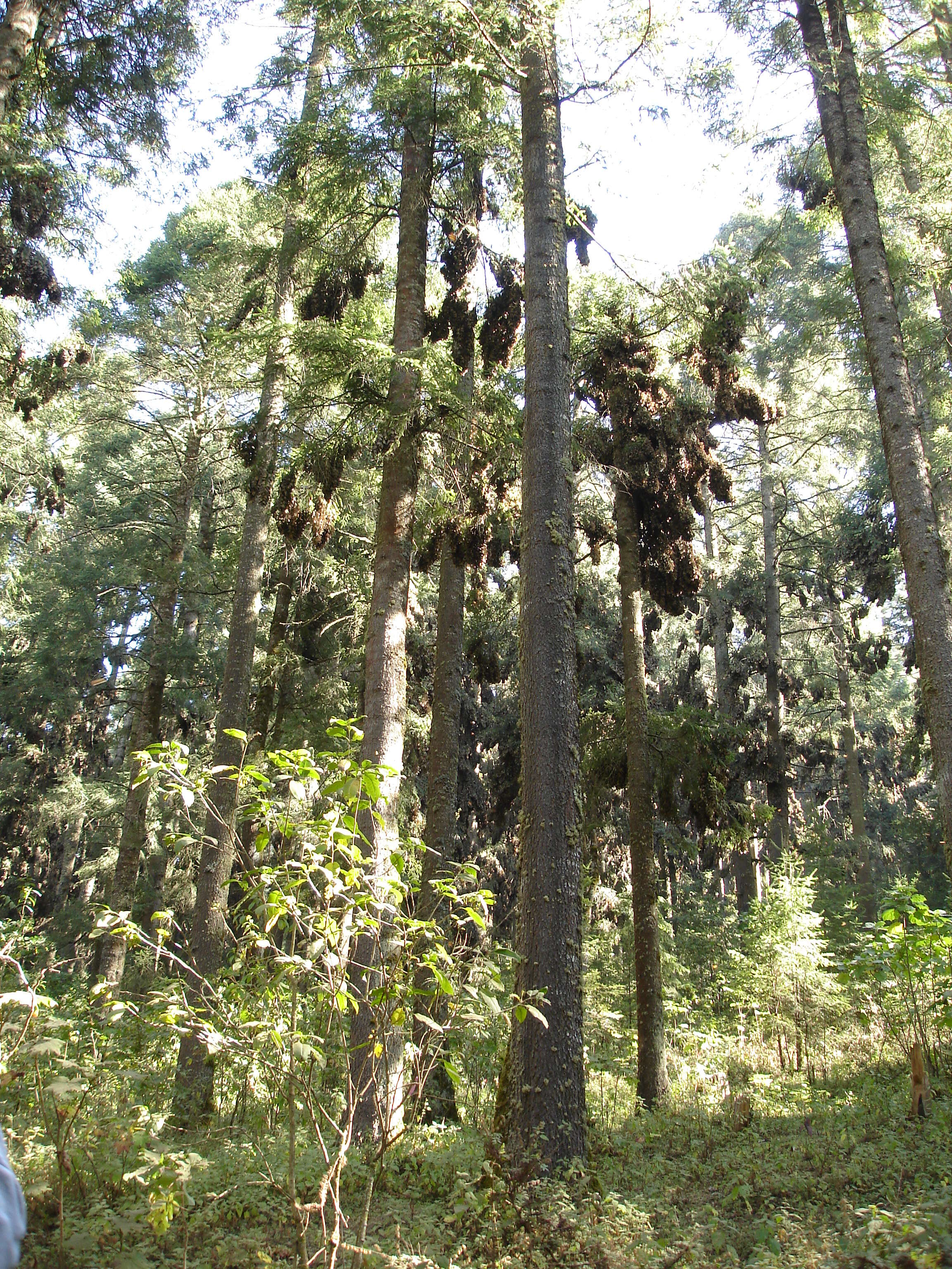 Image of Oyamel Fir