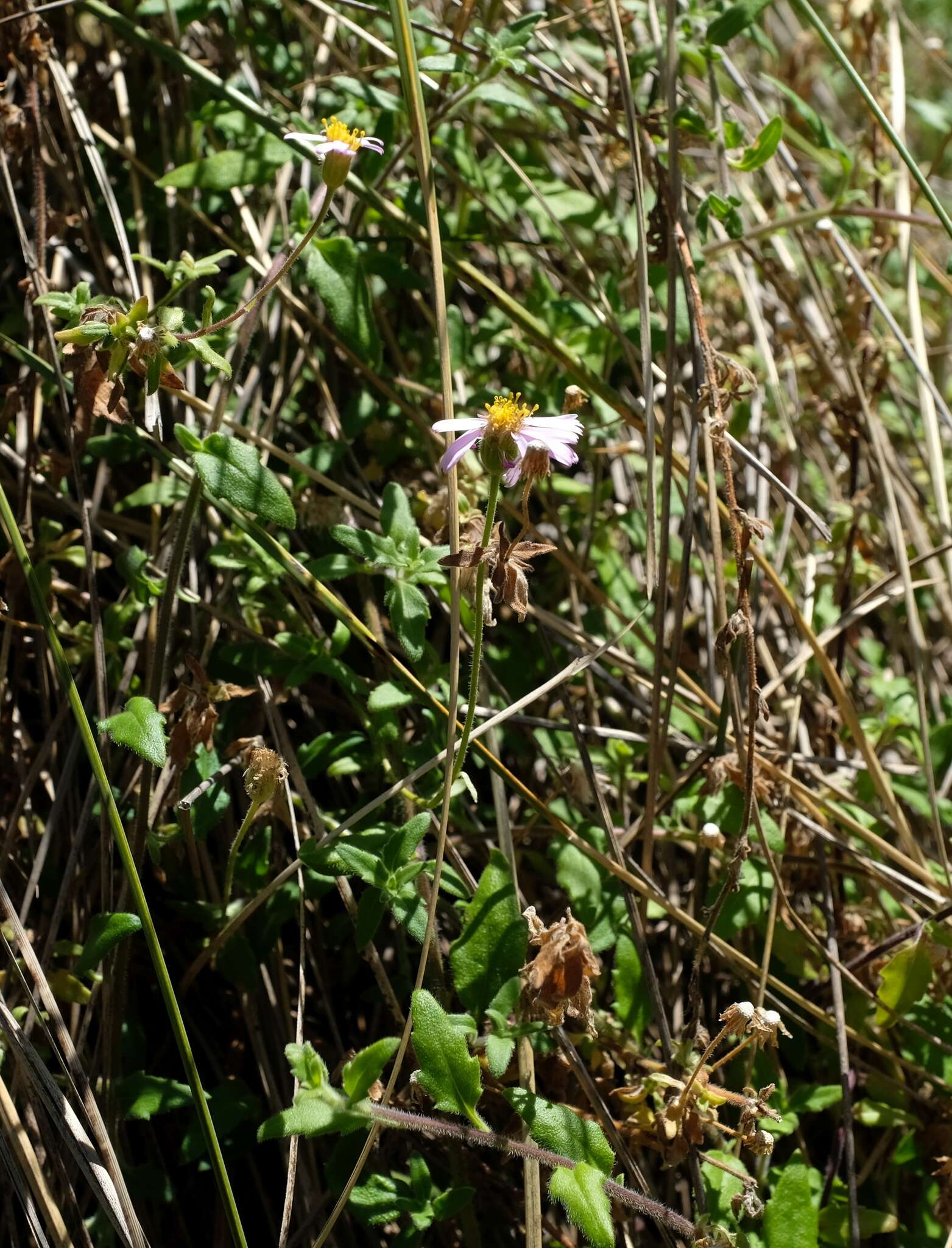 Image of Felicia petiolata (Harv.) N. E. Br.