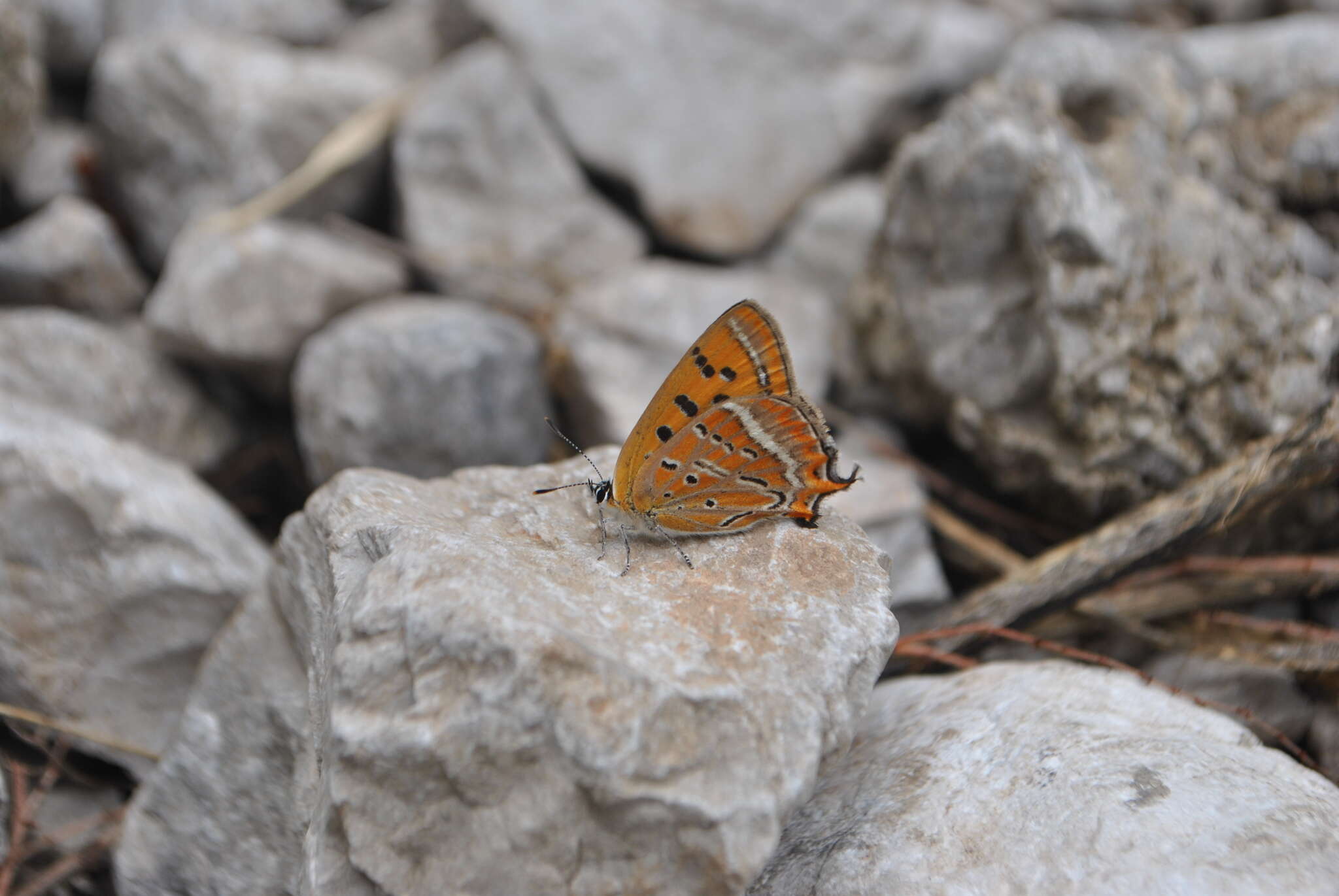 Image of Lycaena li (Oberthür 1886)