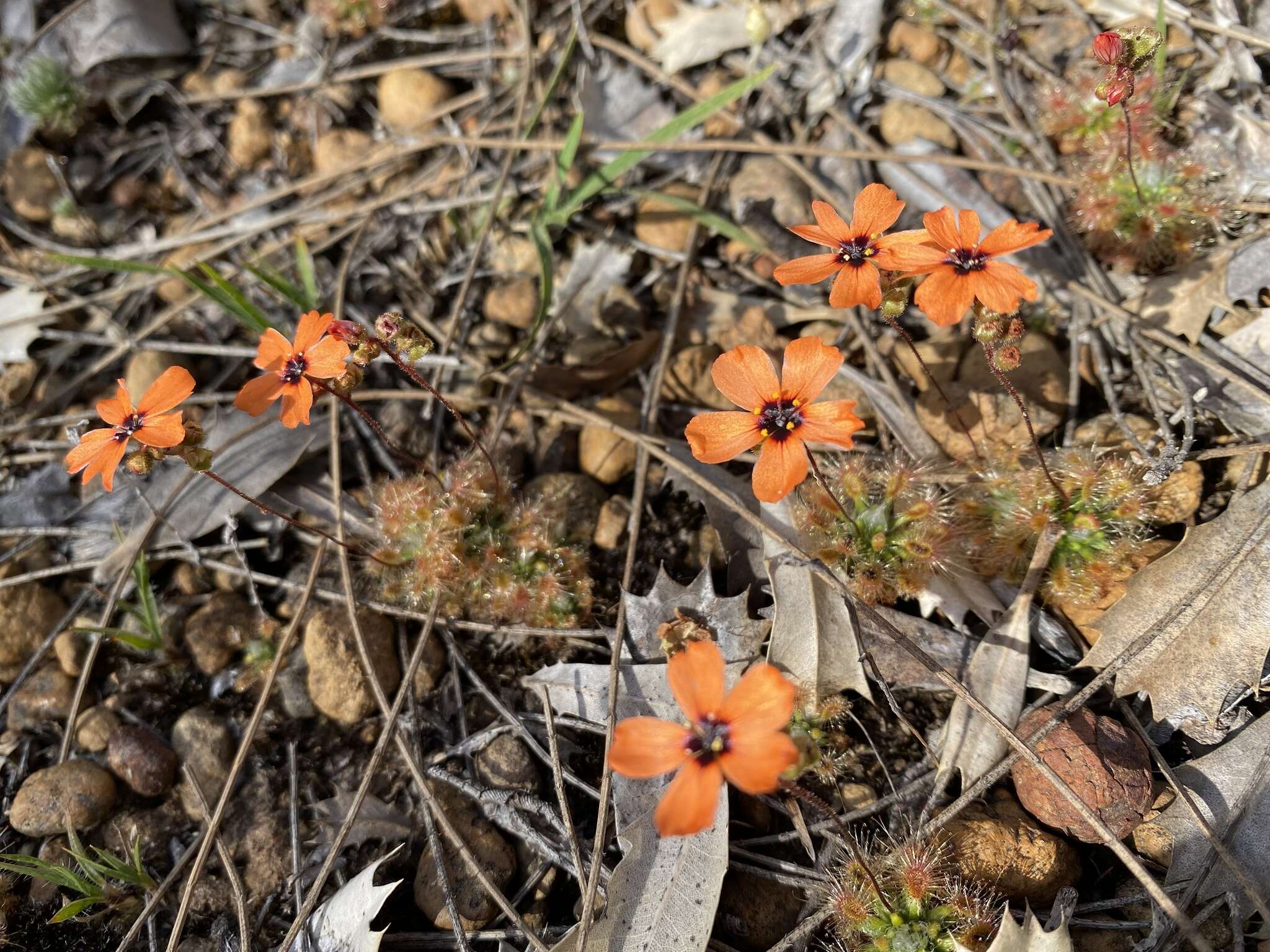 Image of Drosera hyperostigma N. Marchant & Lowrie