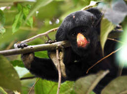 Image of Red-nosed Bearded Saki