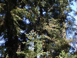 Image of Oyamel Fir