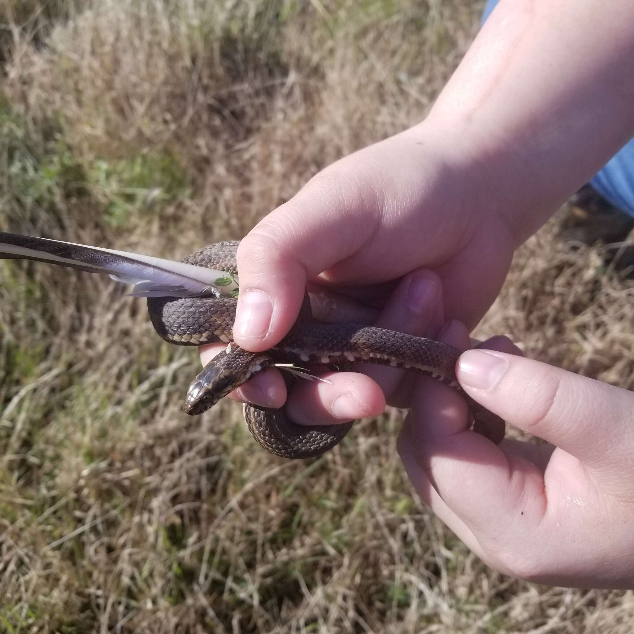 Image of Atlantic Saltmarsh Snake