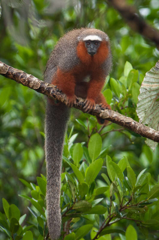 Image of Red Titi Monkey