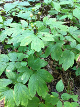 Image de Caulophyllum thalictroides (L.) Michx.