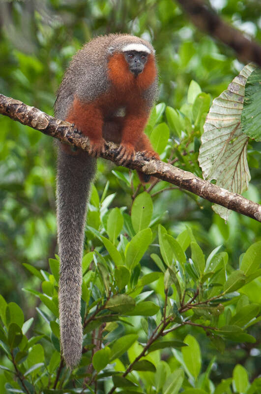 Image of Red Titi Monkey