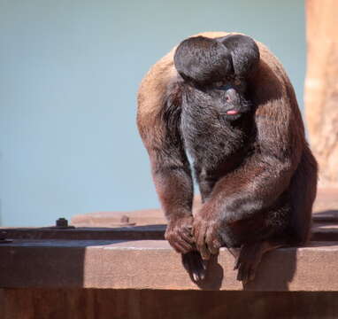 Image of Uta Hick's Bearded Saki