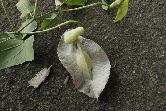 Image of fragrant dutchman's pipe