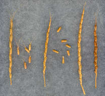 Image of Tausch's goatgrass