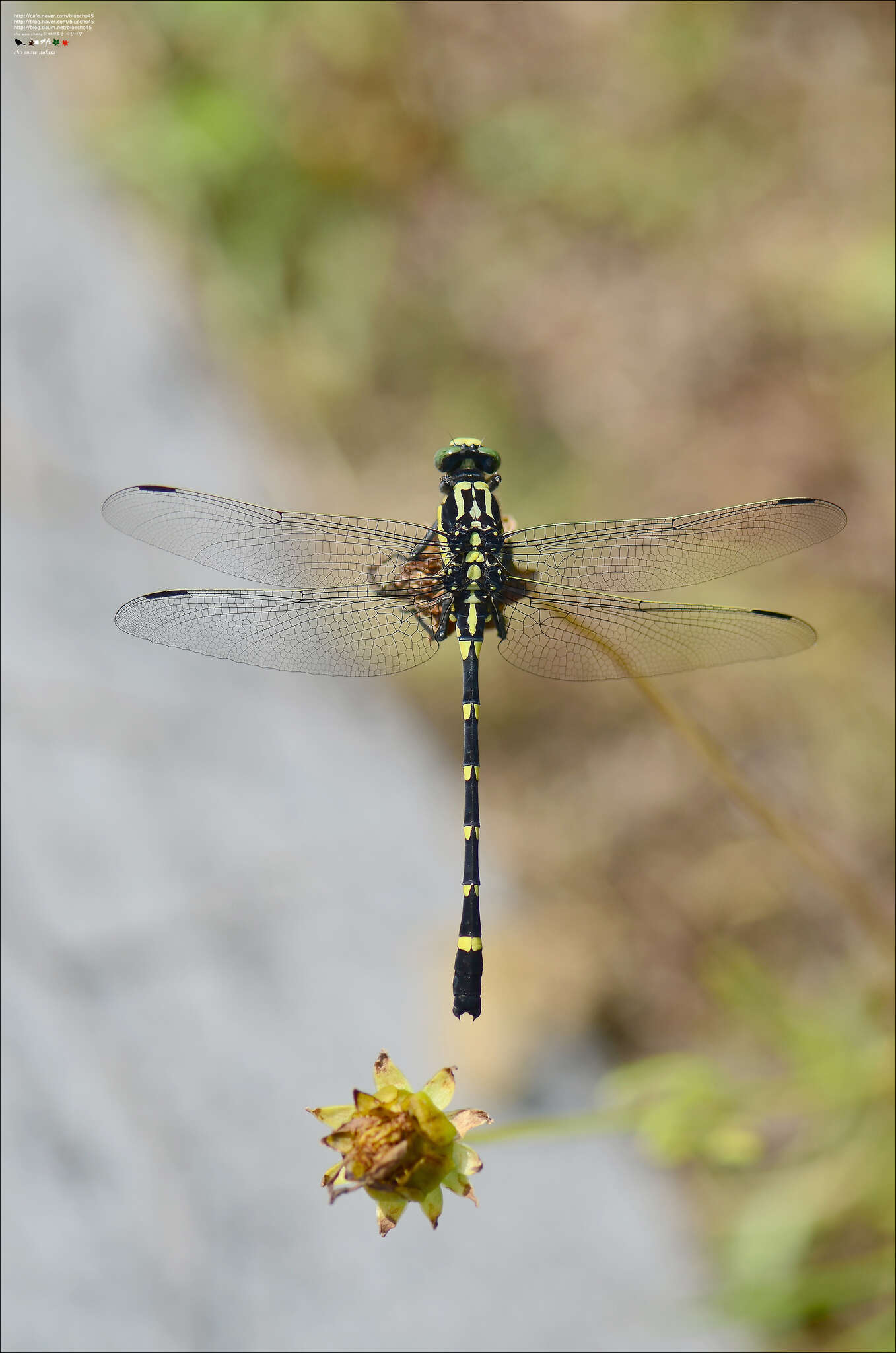 Imagem de Sieboldius albardae Selys 1886