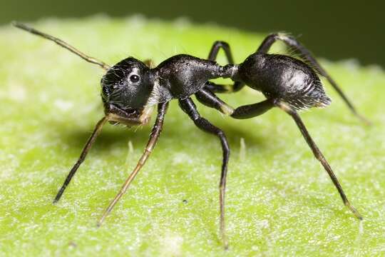 Image of Sympolymnia lauretta