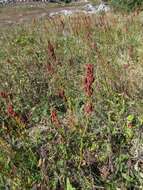 Image of Rumex tuberosus L.