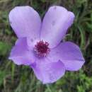 Image de Anemoclema glaucifolium (Franch.) W. T. Wang