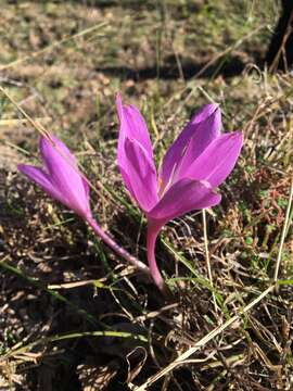 Image of showy colchicum