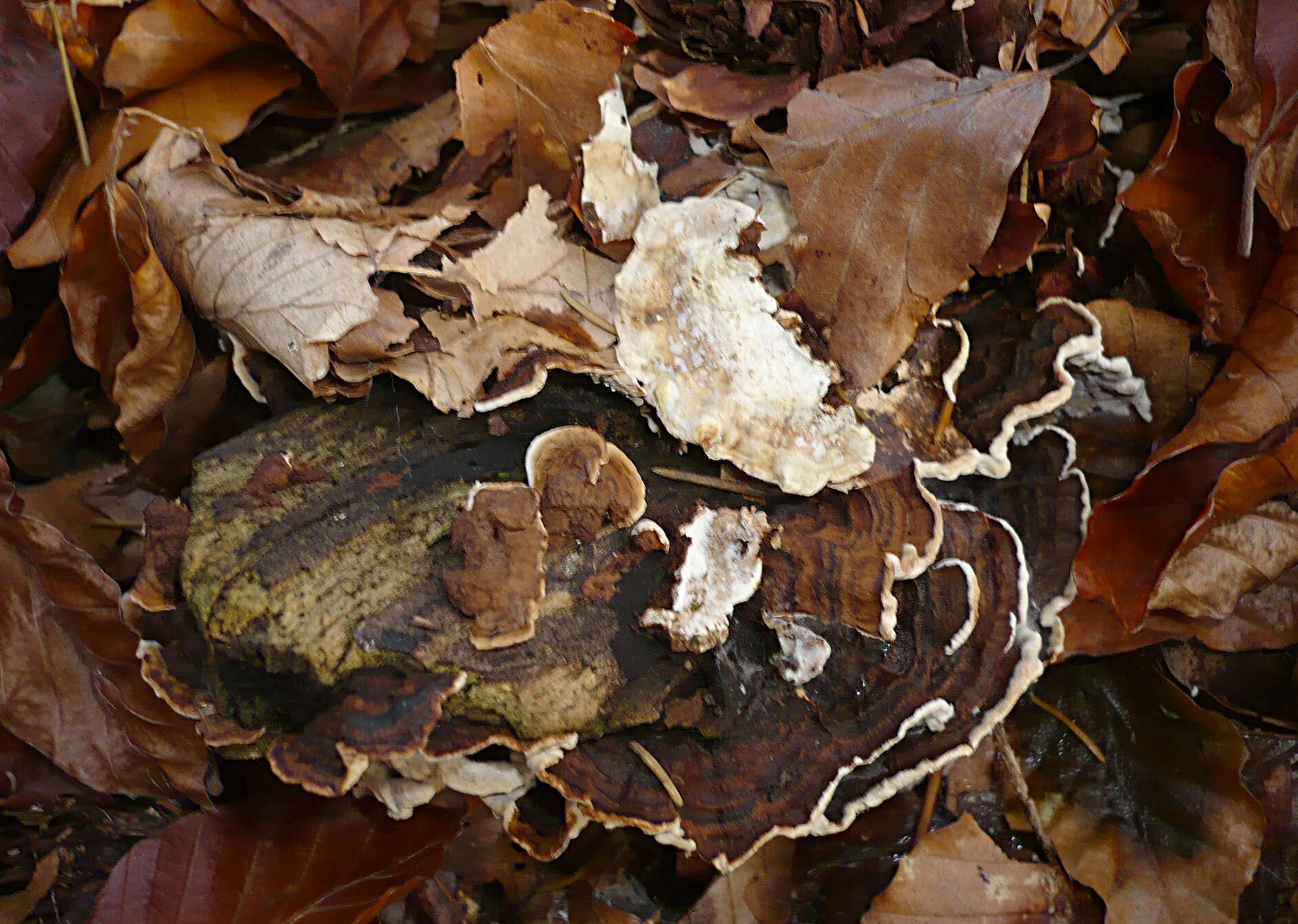 Image of Laxitextum bicolor (Pers.) Lentz 1956