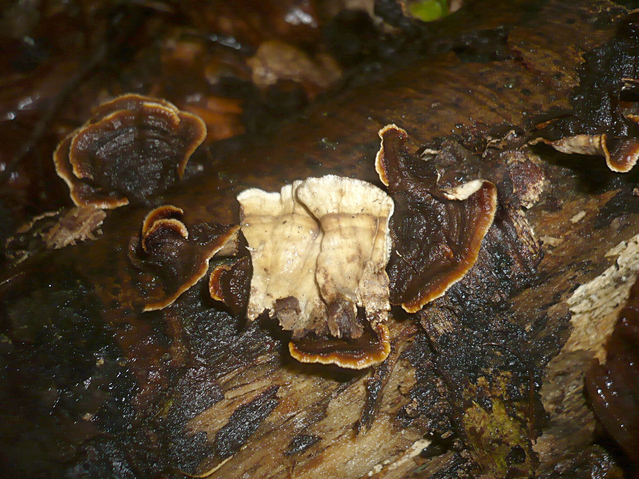 Image of Laxitextum bicolor (Pers.) Lentz 1956