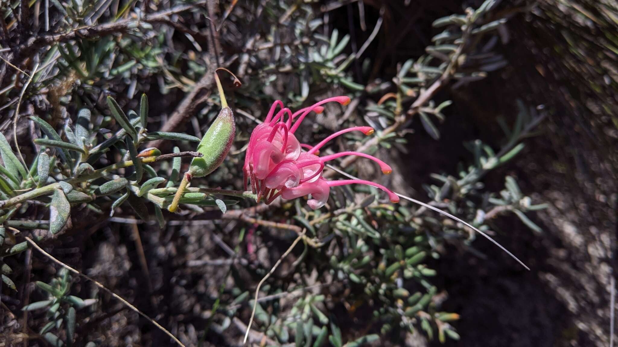 Image of Grevillea lavandulacea Schltdl.