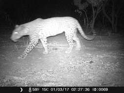 Image of African leopard