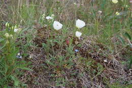 Слика од Papaver pulvinatum subsp. lenaense A. I. Tolmachev