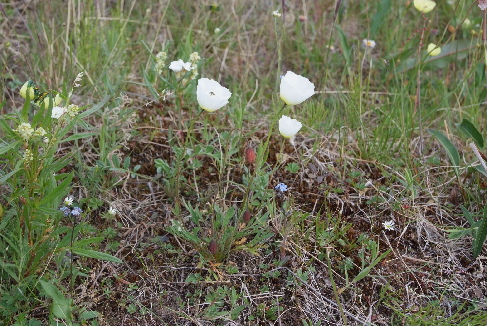 Слика од Papaver pulvinatum subsp. lenaense A. I. Tolmachev