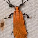 Image of Lichen moth