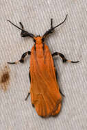 Image of Lichen moth